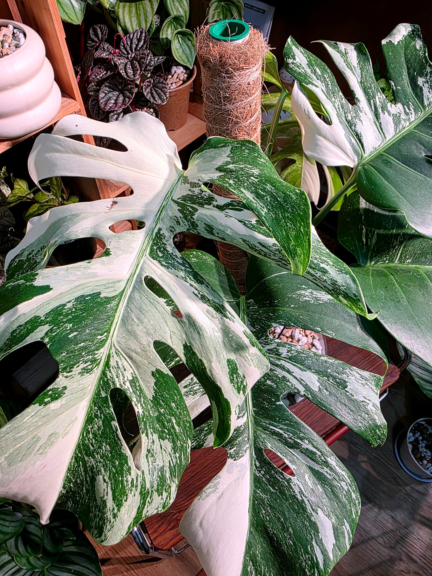 Monstera albo variegated 白斑龜背竹