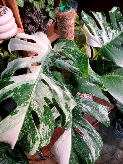Monstera albo variegated 白斑龜背竹