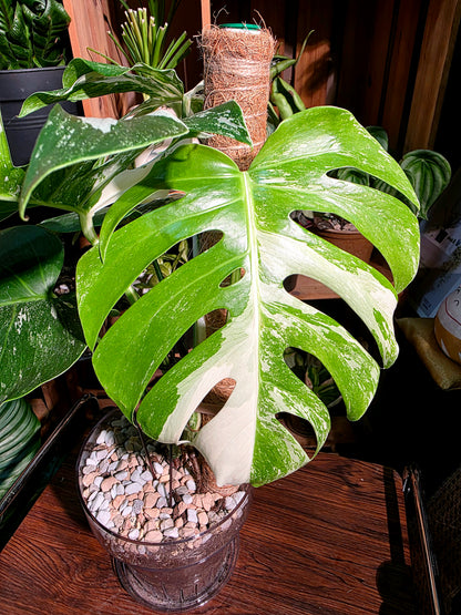 Monstera albo variegated 白斑龜背竹