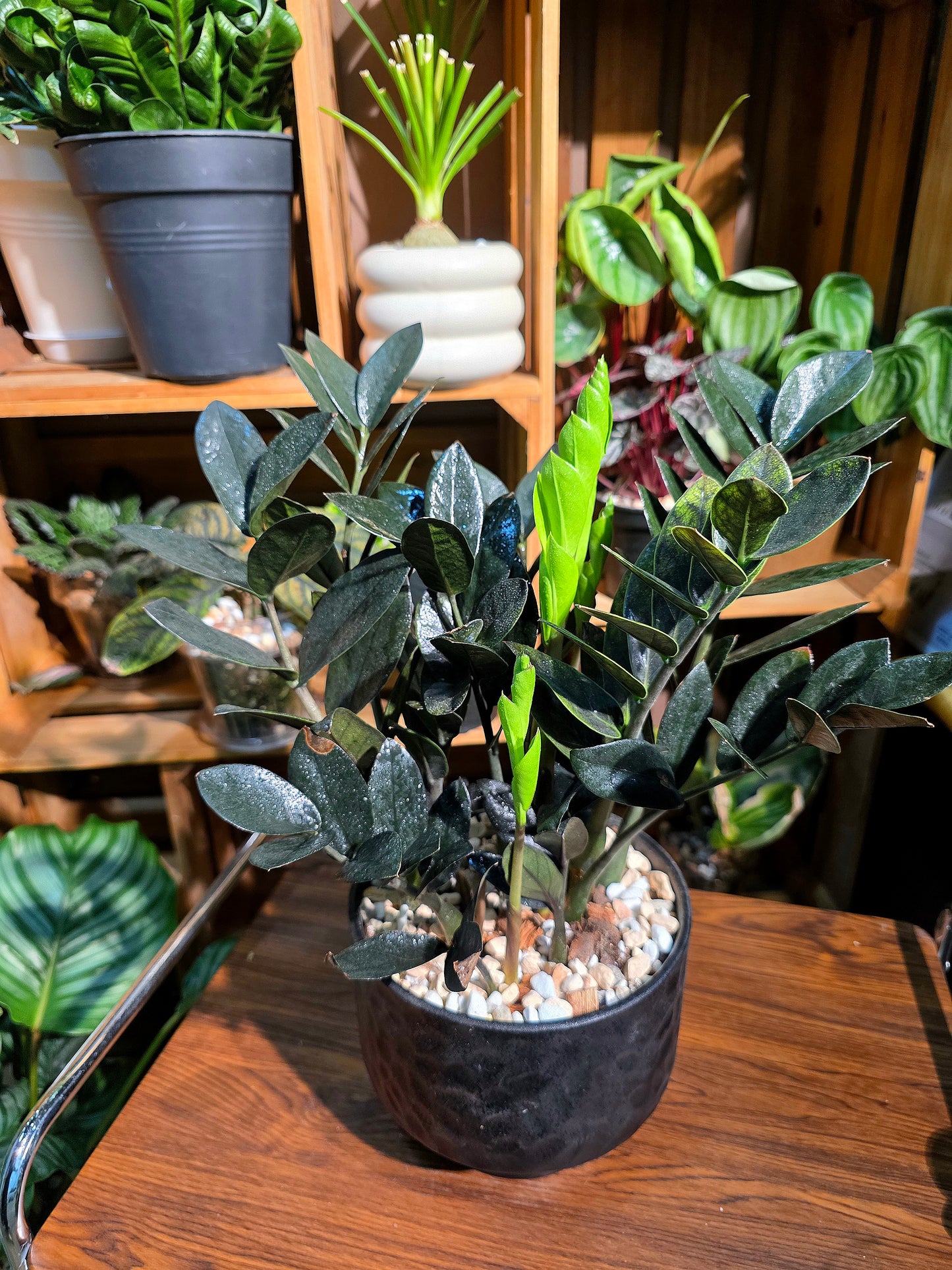 Zamioculcas zamiifolia Raven 黑葉金錢樹