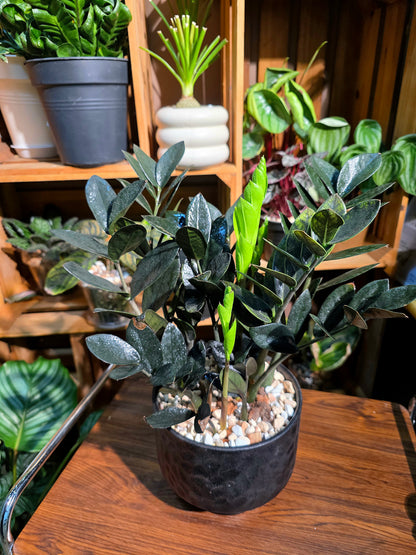 Zamioculcas zamiifolia Raven 黑葉金錢樹