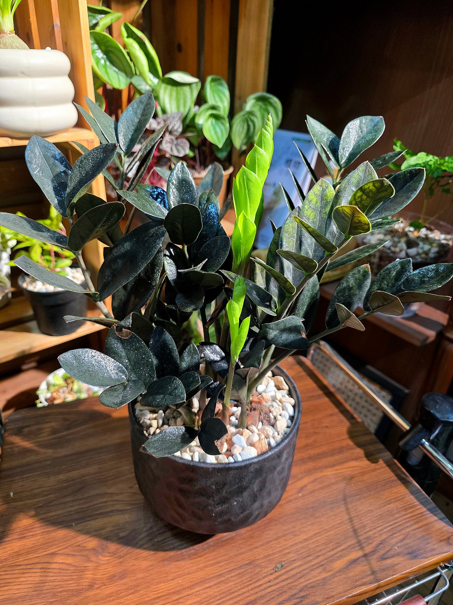 Zamioculcas zamiifolia Raven 黑葉金錢樹