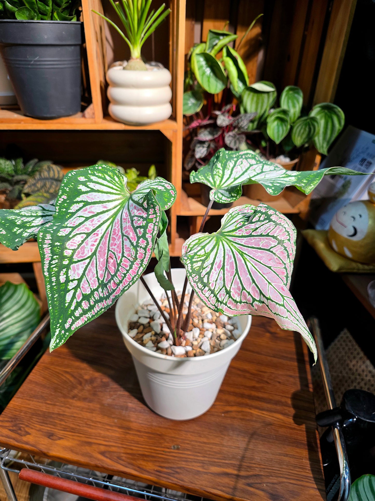 Caladium pink symphony 粉色和聲彩葉芋