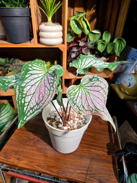 Caladium pink symphony 粉色和聲彩葉芋