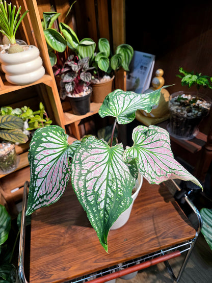 Caladium pink symphony 粉色和聲彩葉芋