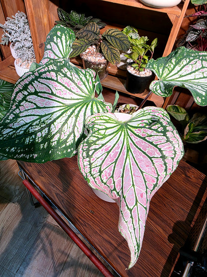 Caladium pink symphony 粉色和聲彩葉芋