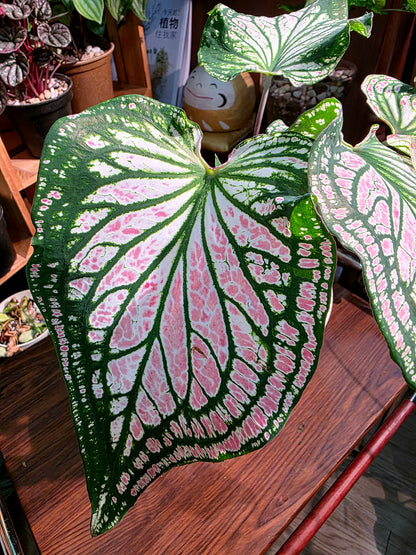 Caladium pink symphony 粉色和聲彩葉芋