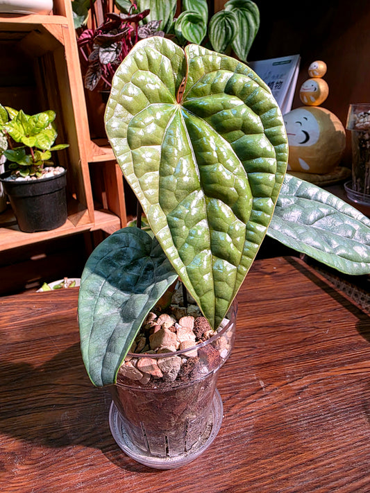 Anthurium luxurians platinum 鉑金奢華花燭