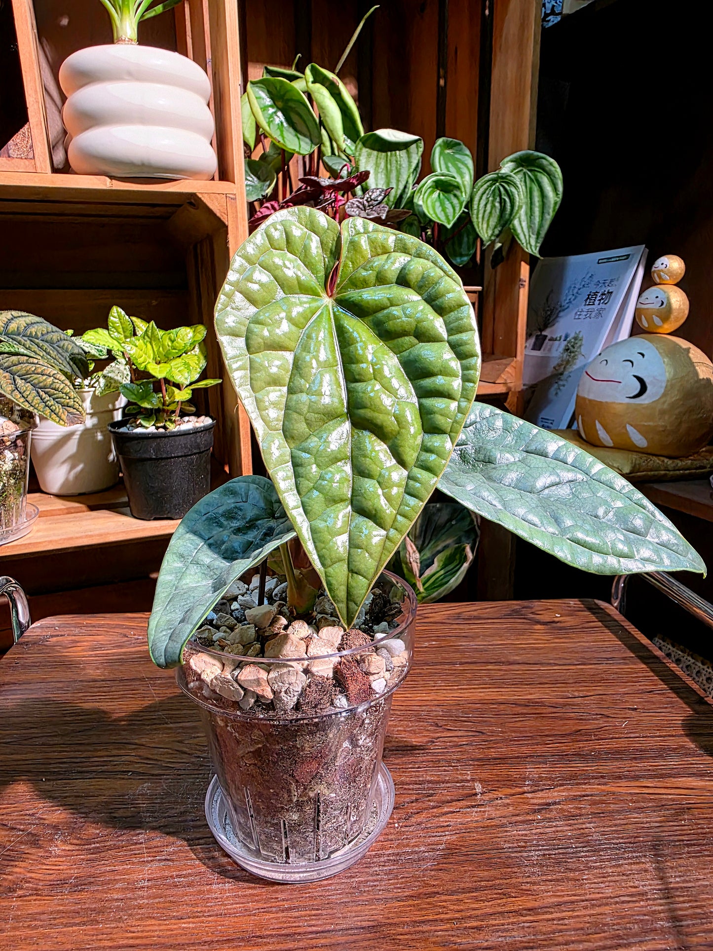 Anthurium luxurians platinum 鉑金奢華花燭
