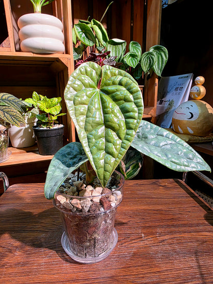 Anthurium luxurians platinum 鉑金奢華花燭