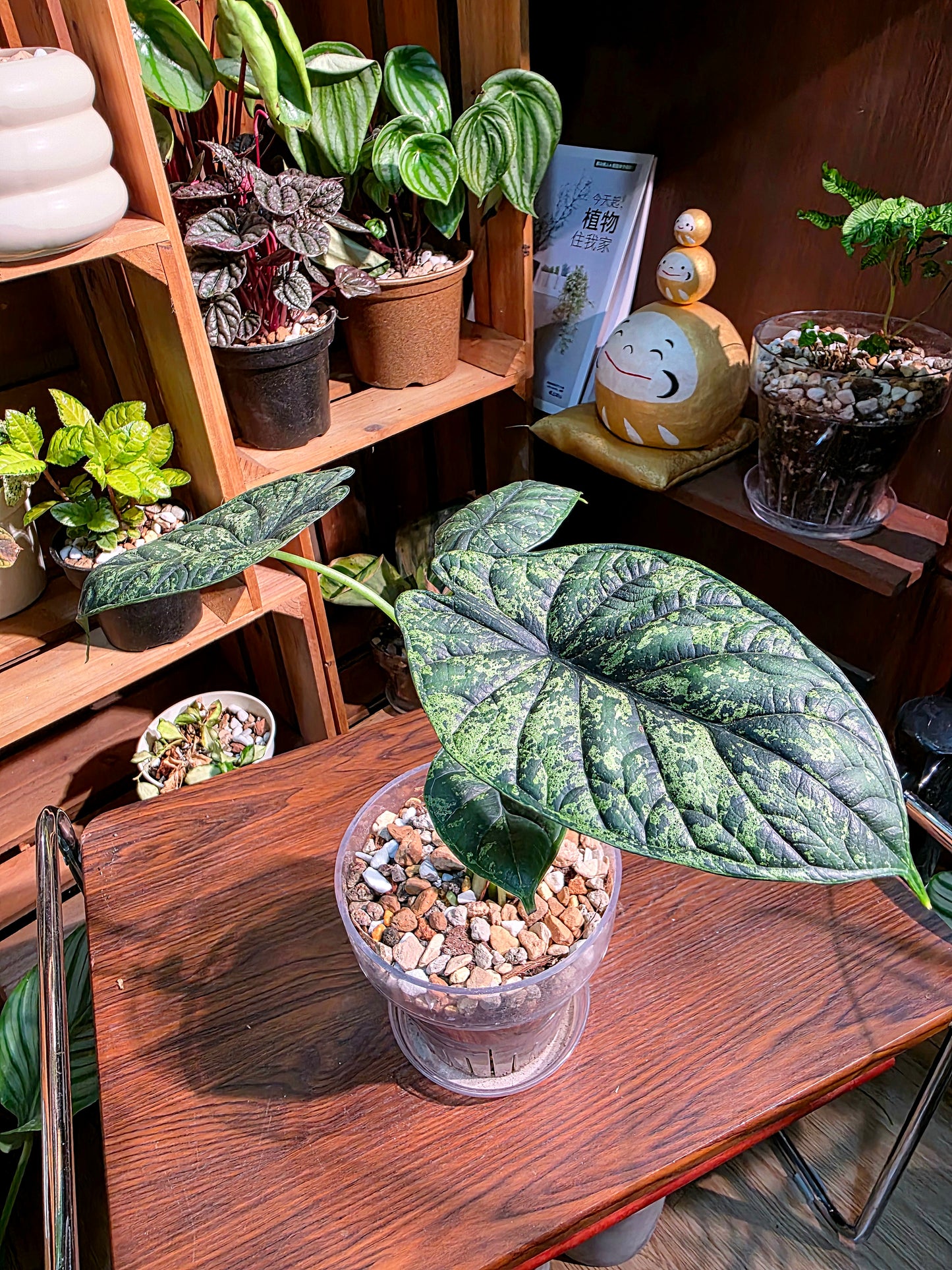 Alocasia dragon scale variegata 龍麟錦海芋