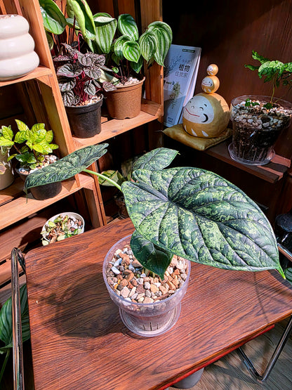 Alocasia dragon scale variegata 龍麟錦海芋