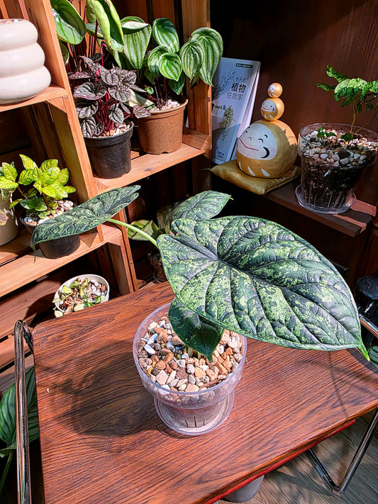 Alocasia dragon scale variegata 龍麟錦海芋
