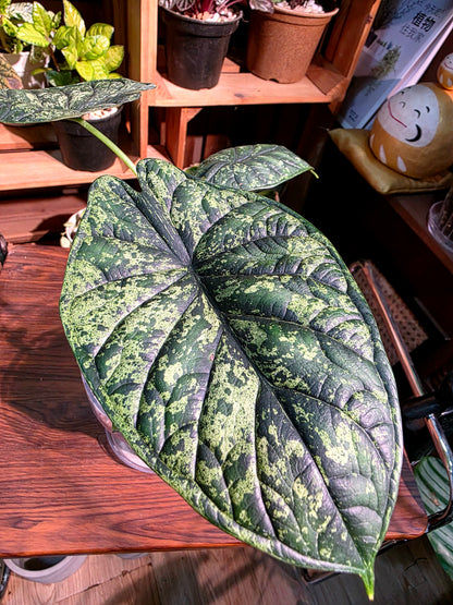 Alocasia dragon scale variegata 龍麟錦海芋