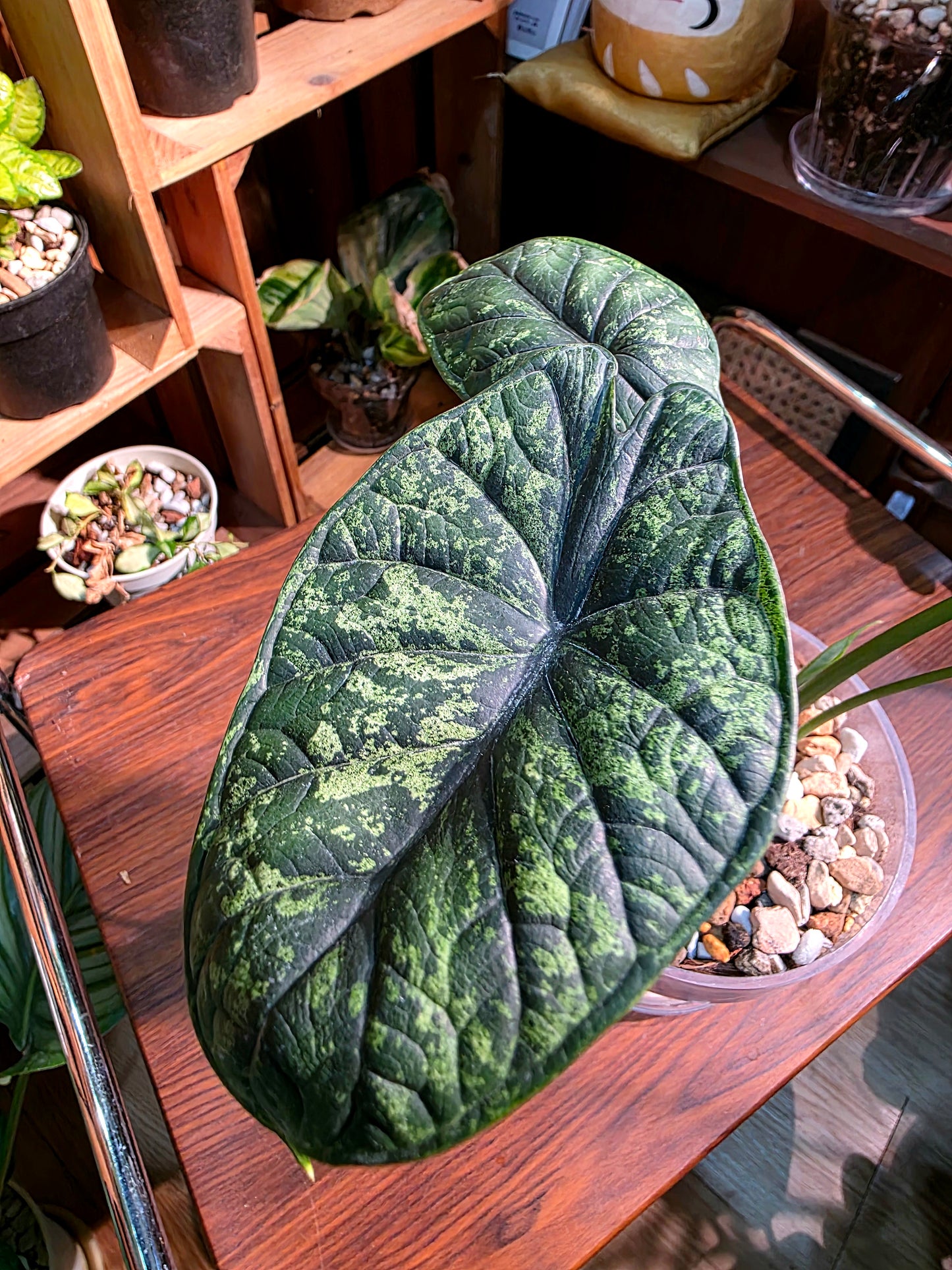 Alocasia dragon scale variegata 龍麟錦海芋