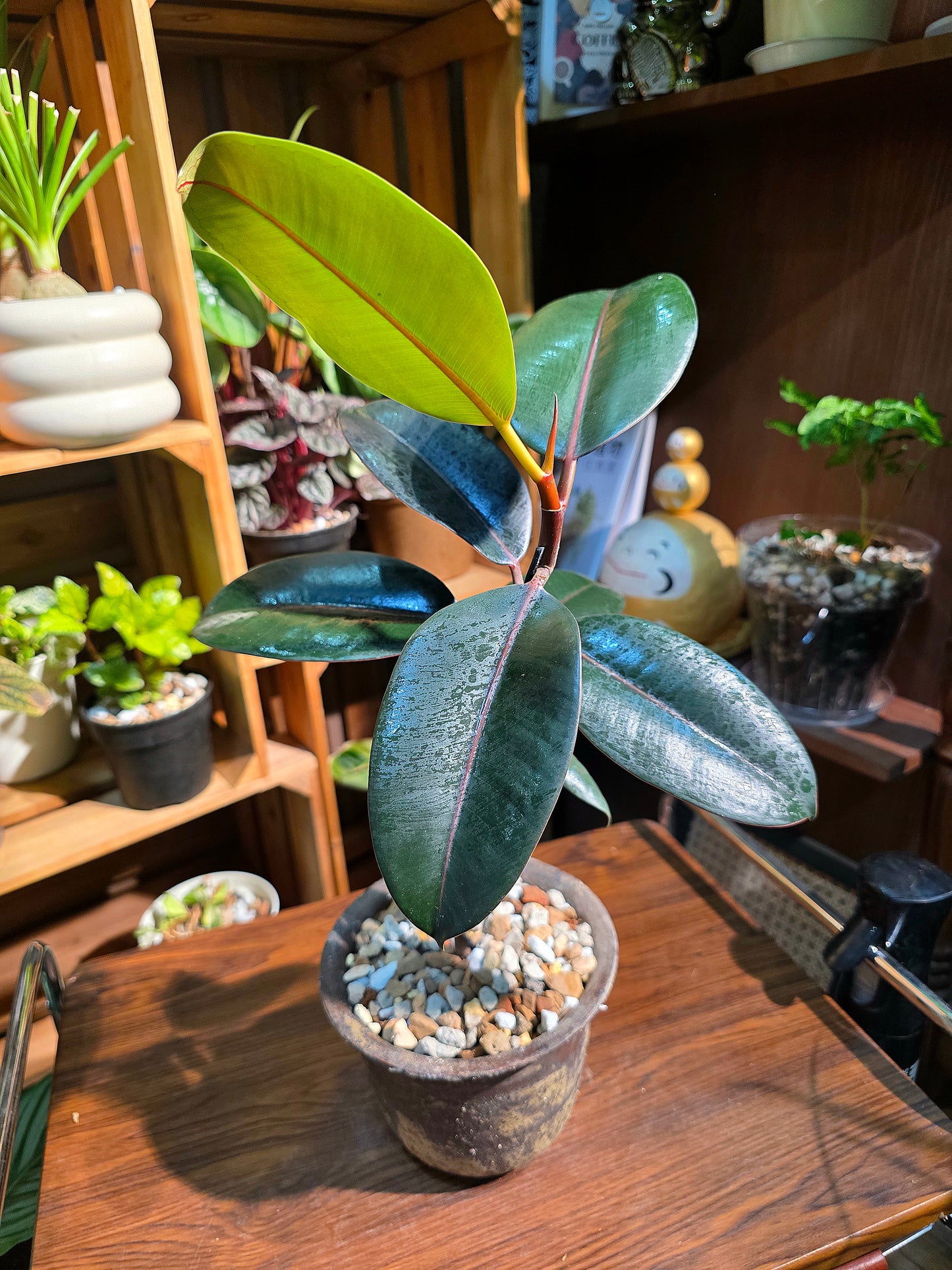 Ficus elastica robusta 黑金剛橡皮樹