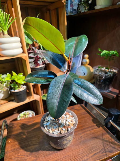 Ficus elastica robusta 黑金剛橡皮樹