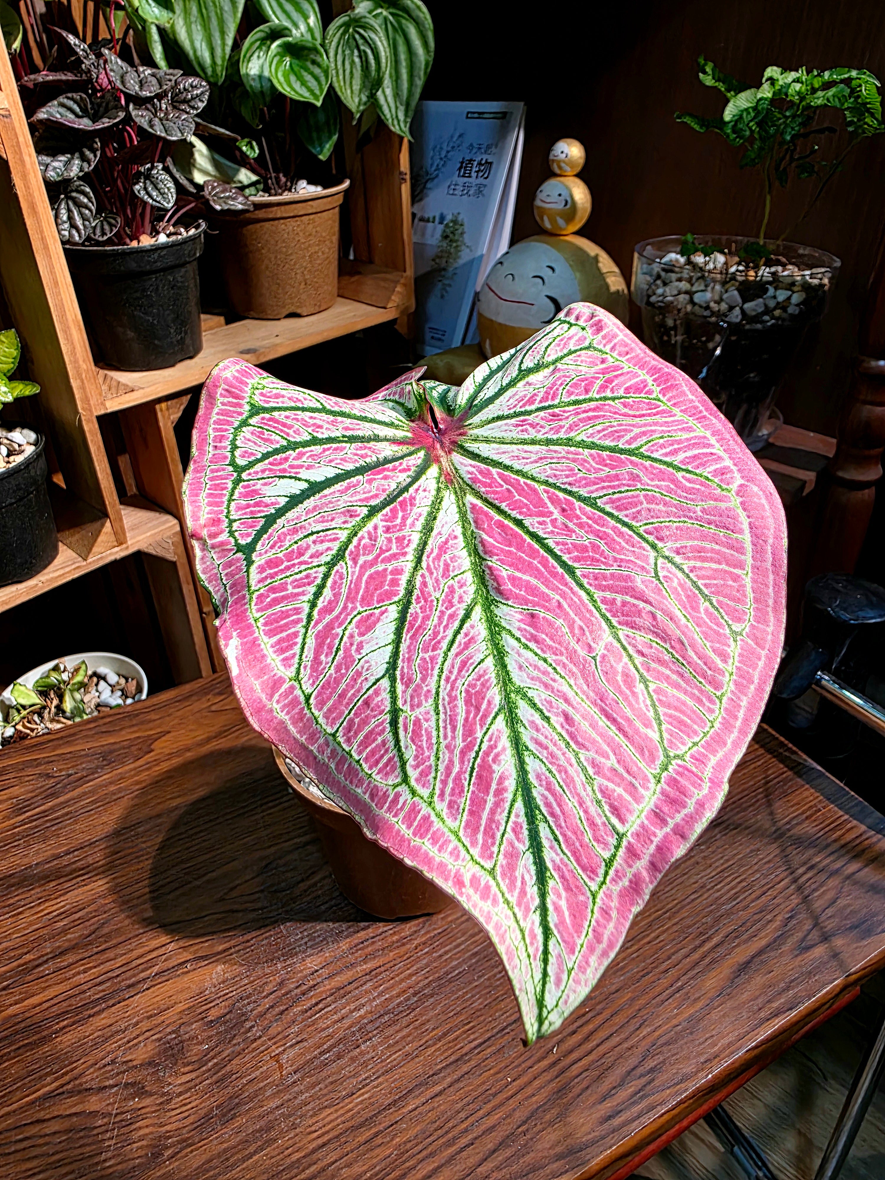 Caladium sp 粉公主彩葉芋 – ChillPLANTS