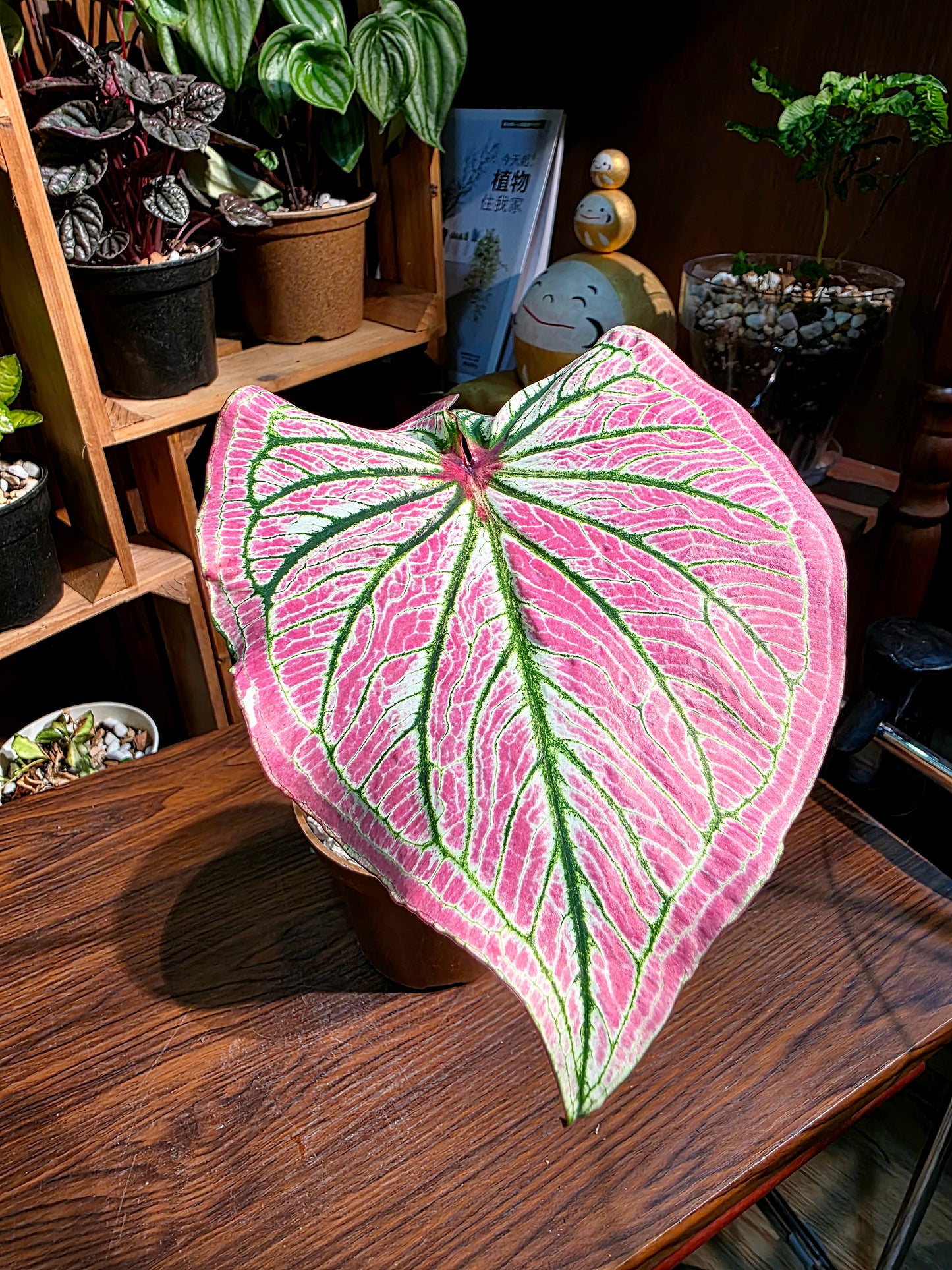 Caladium sp 粉公主彩葉芋