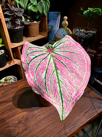 Caladium sp 粉公主彩葉芋
