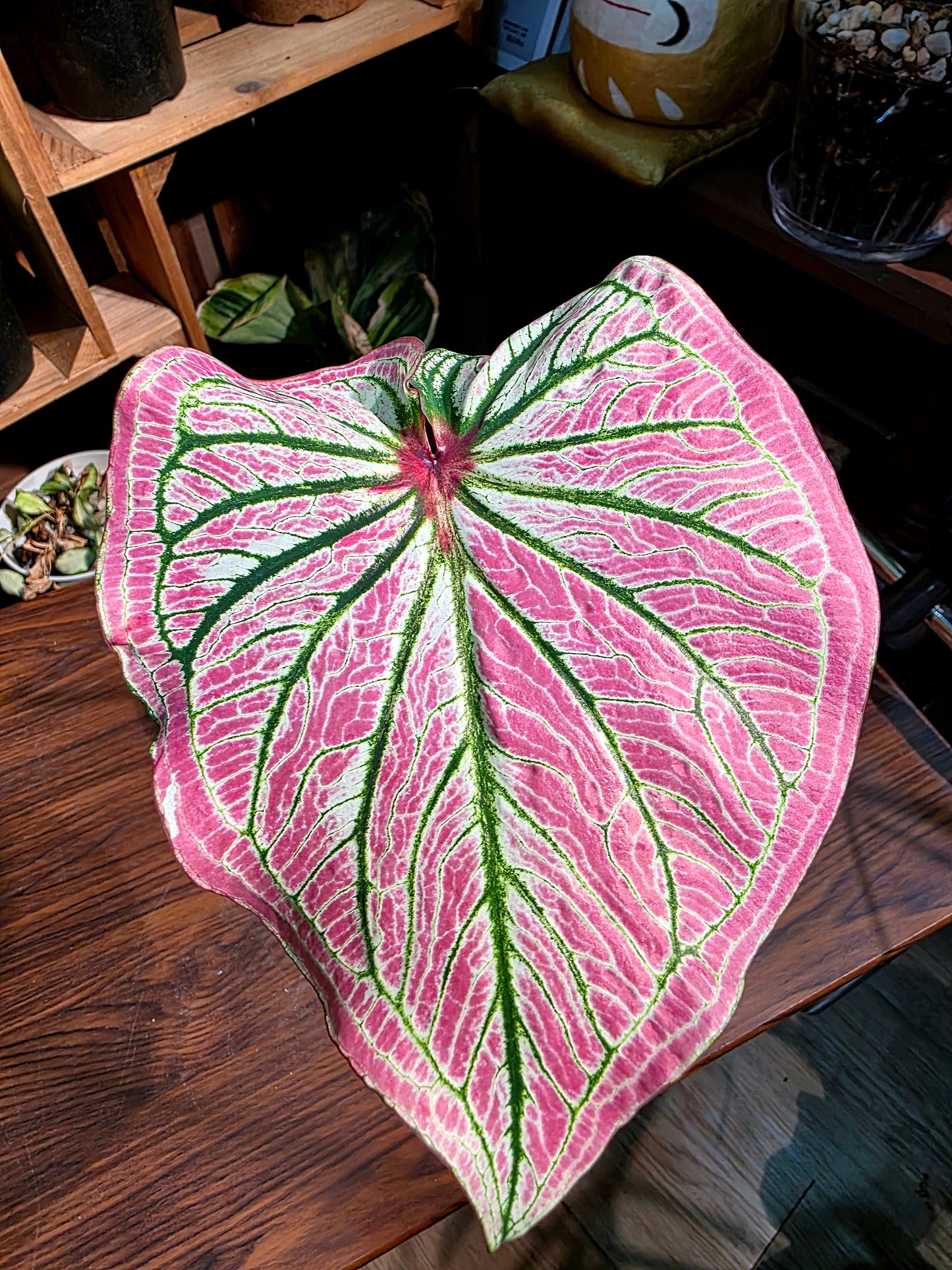 Caladium sp 粉公主彩葉芋