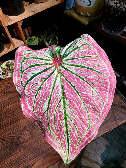Caladium sp 粉公主彩葉芋