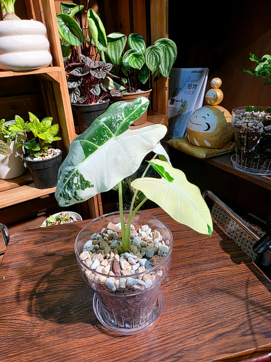 Alocasia frydek variegated 斑葉絨葉海芋
