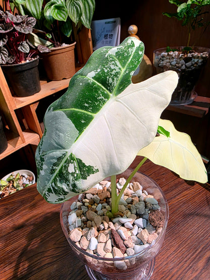 Alocasia frydek variegated 斑葉絨葉海芋