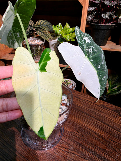 Alocasia frydek variegated 斑葉絨葉海芋