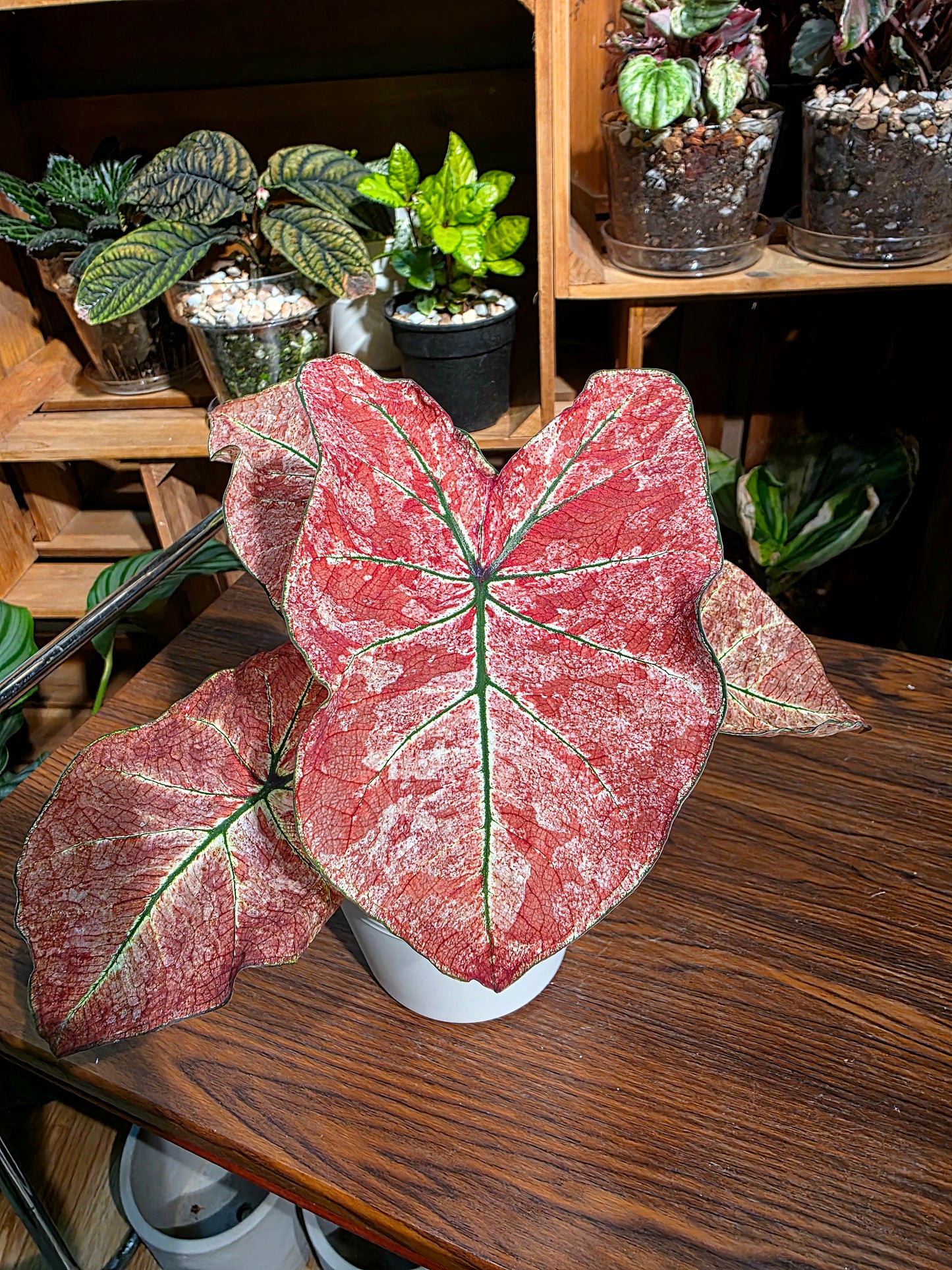 Caladium sp 櫻花雨彩葉芋