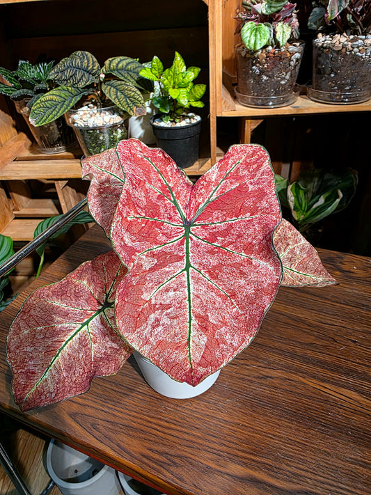 Caladium sp 櫻花雨彩葉芋
