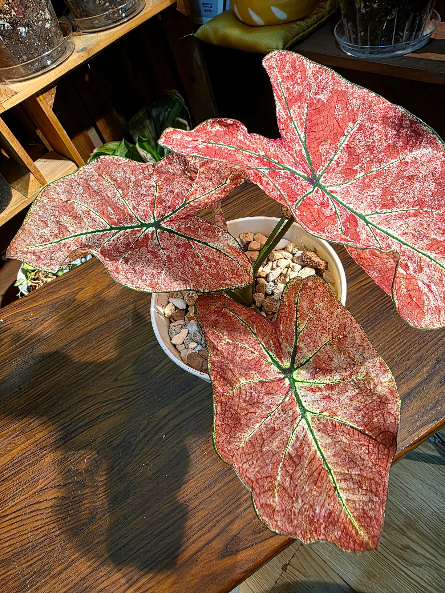 Caladium sp 櫻花雨彩葉芋