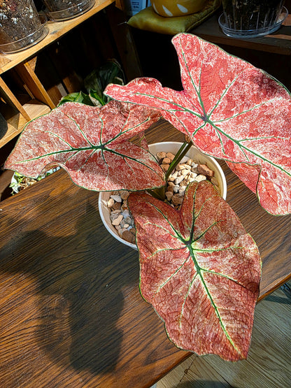 Caladium sp 櫻花雨彩葉芋