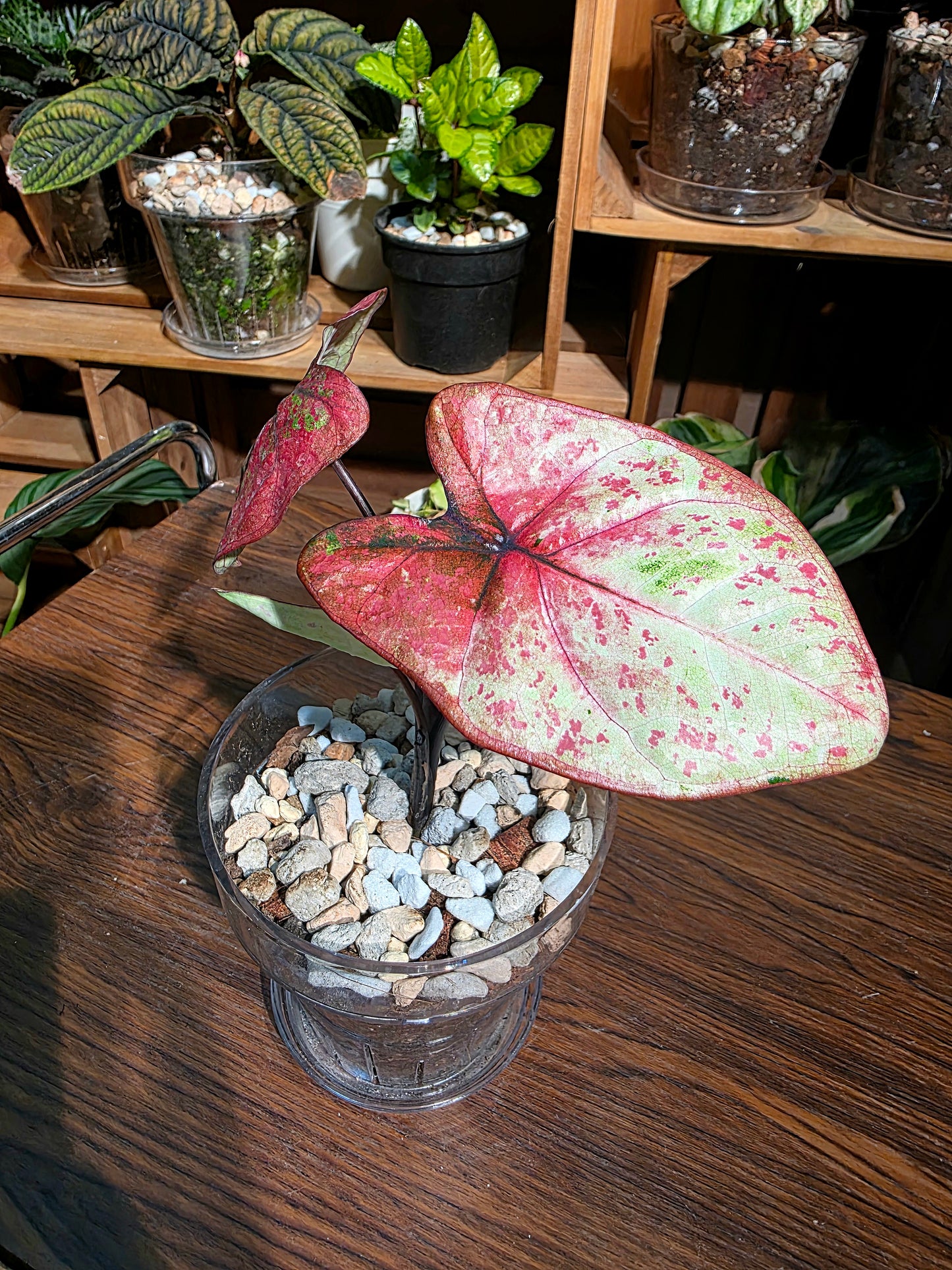 Caladium milano 米蘭彩葉芋