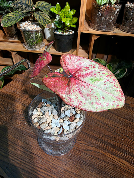 Caladium milano 米蘭彩葉芋