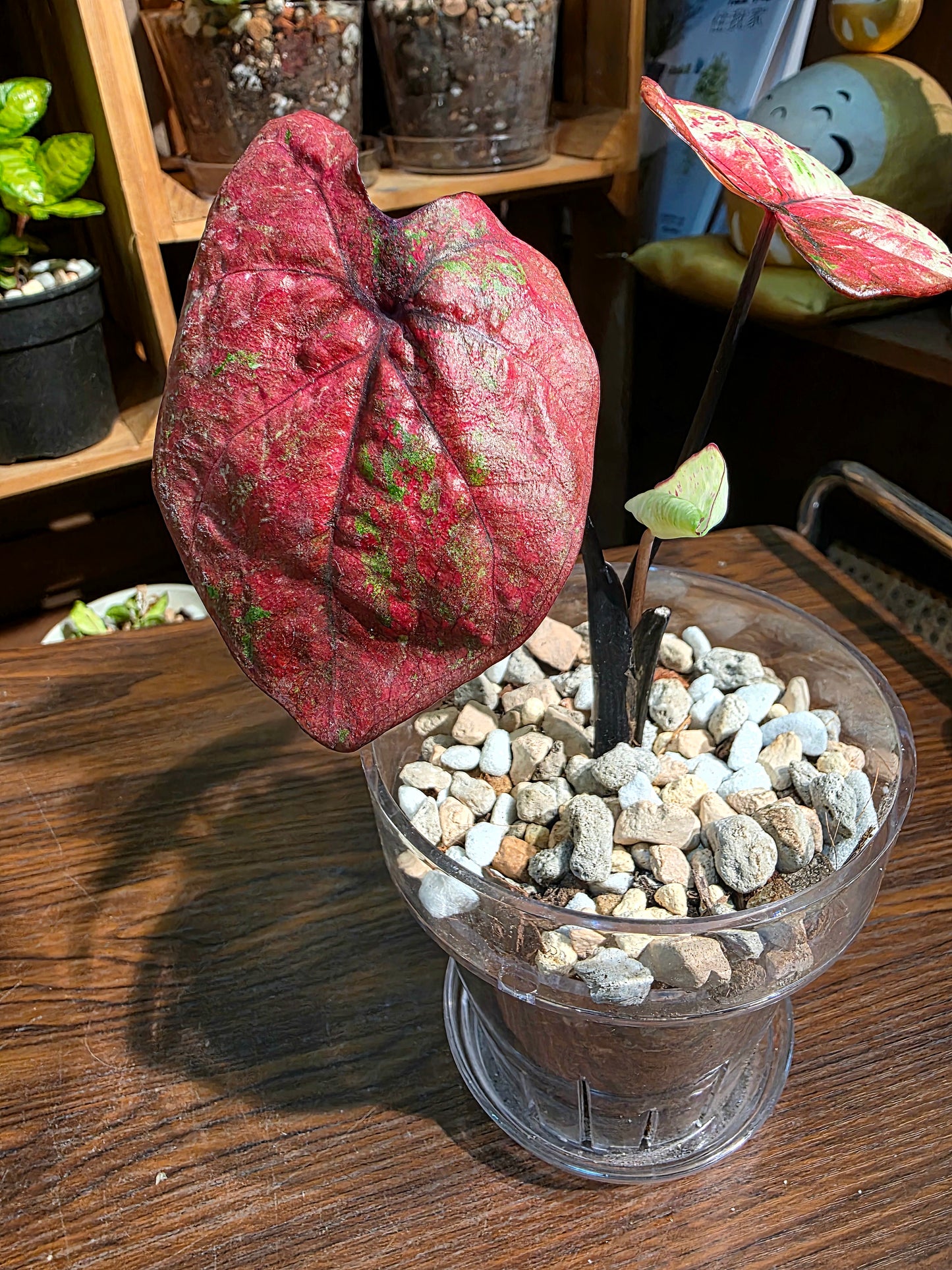 Caladium milano 米蘭彩葉芋