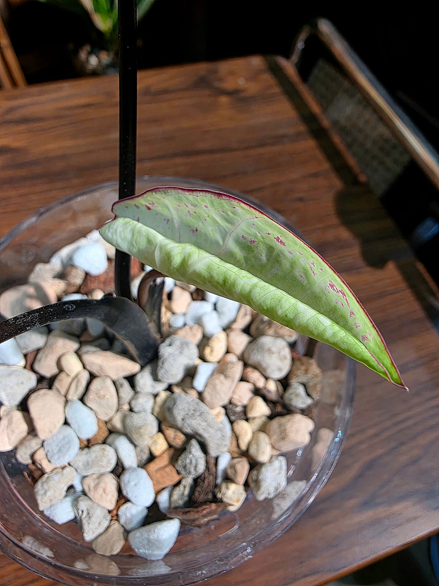 Caladium milano 米蘭彩葉芋