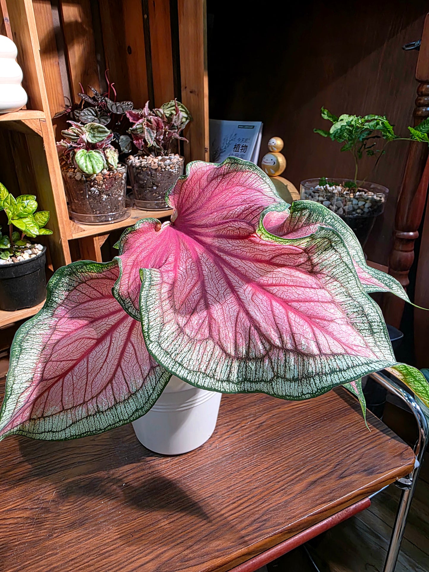 Caladium 甜心彩葉芋
