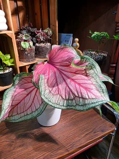 Caladium 甜心彩葉芋