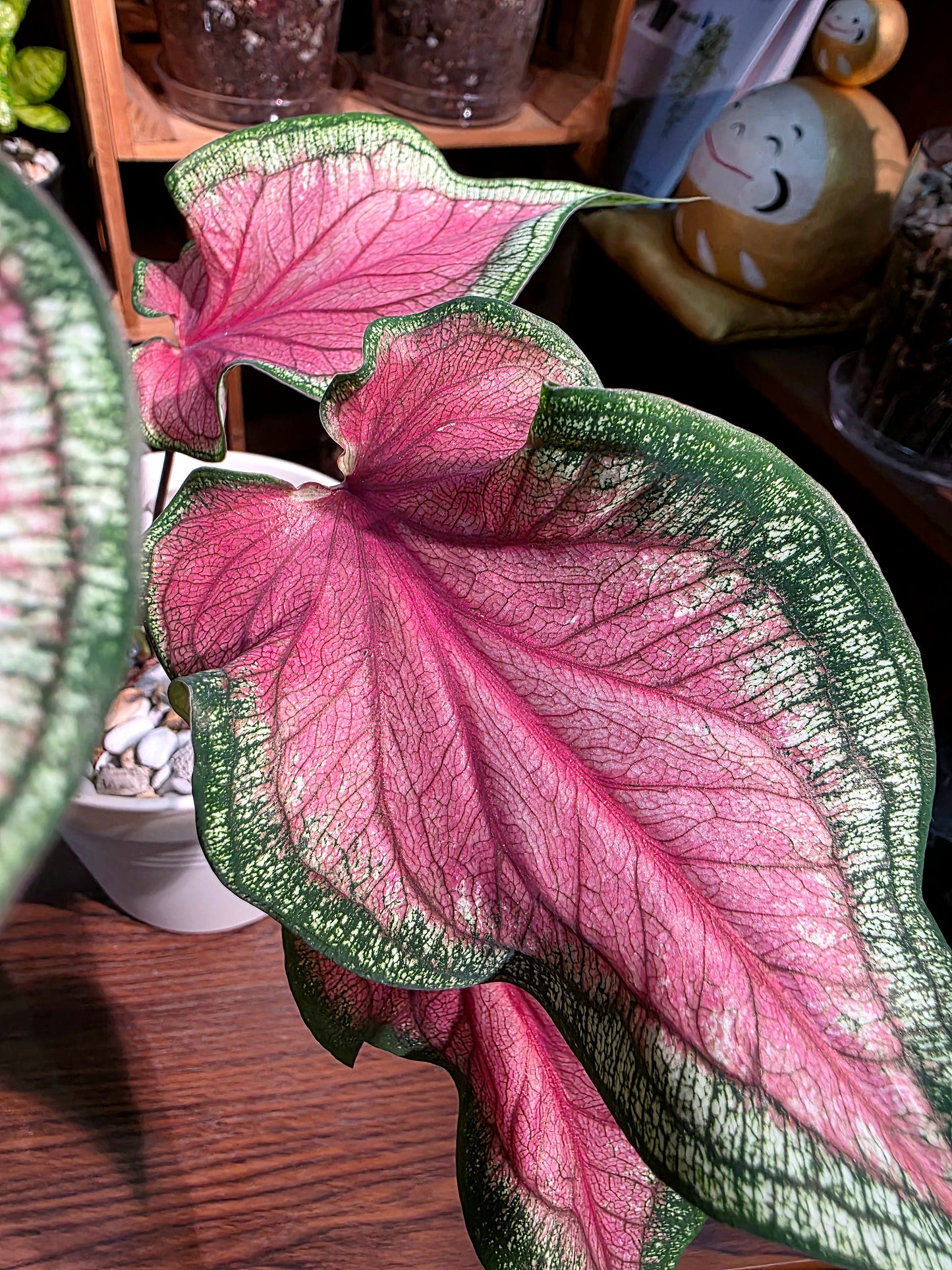 Caladium 甜心彩葉芋