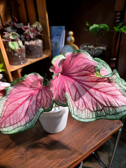 Caladium 甜心彩葉芋
