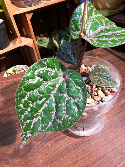 Piper crocatum 瑰麗胡椒