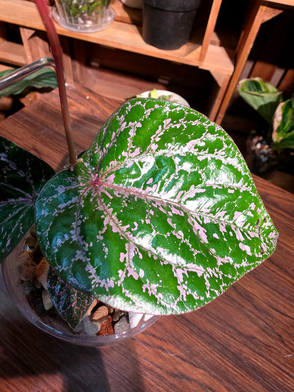 Piper crocatum 瑰麗胡椒