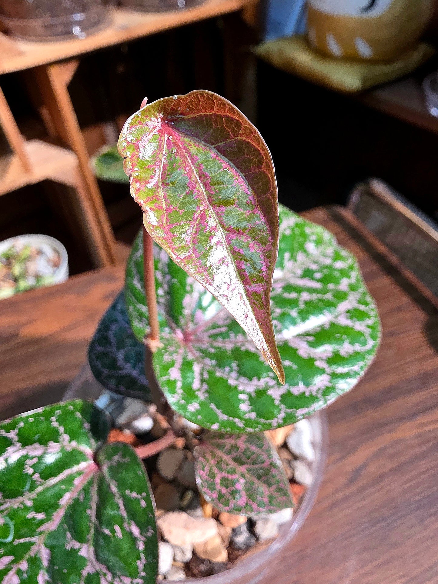 Piper crocatum 瑰麗胡椒