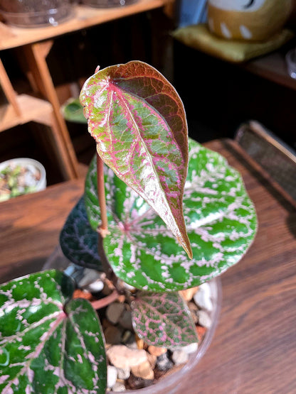 Piper crocatum 瑰麗胡椒