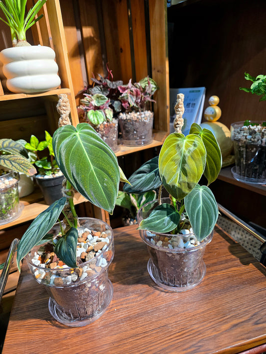 Philodendron melanochrysum 黑金蔓綠絨