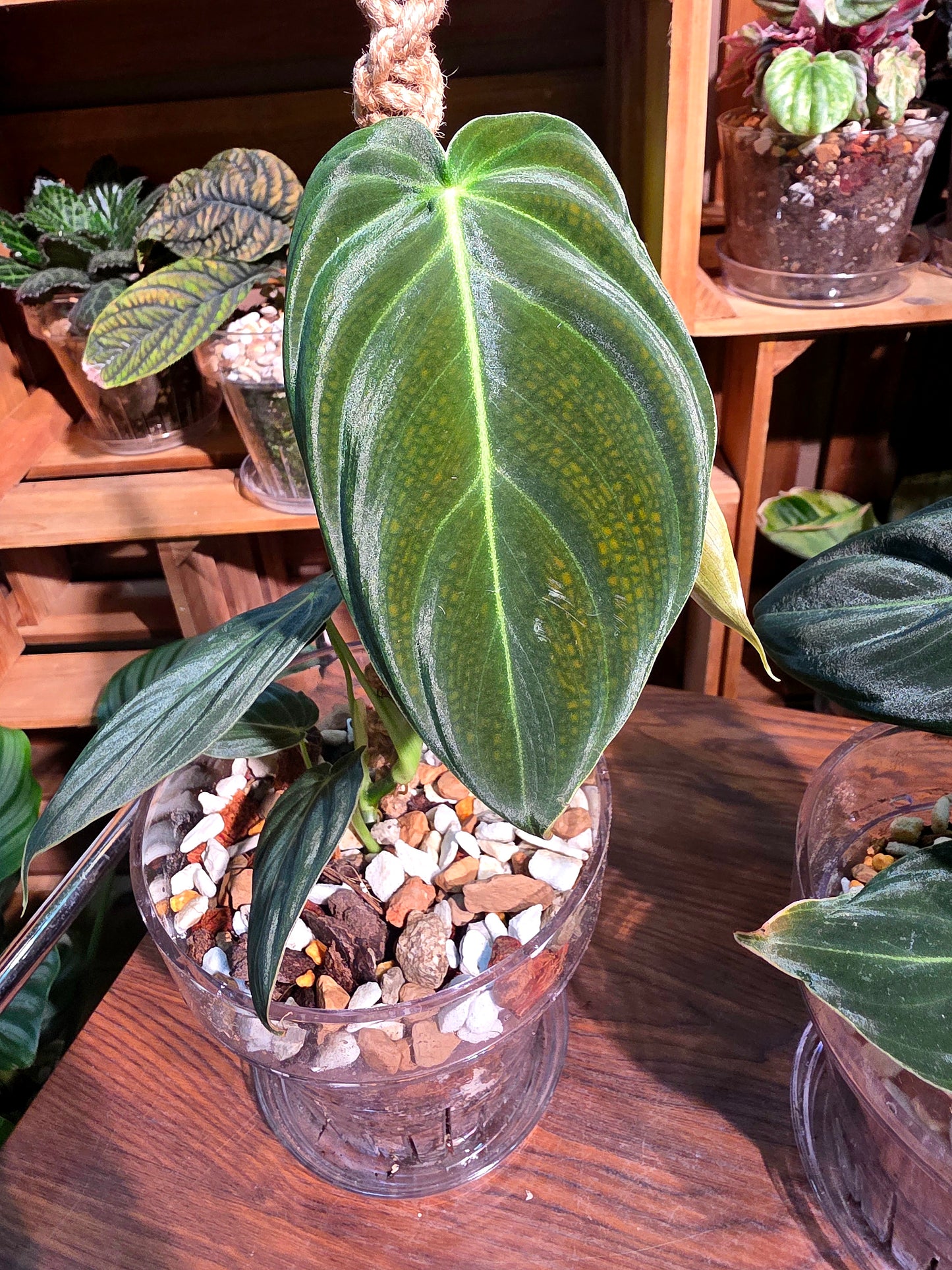 Philodendron melanochrysum 黑金蔓綠絨