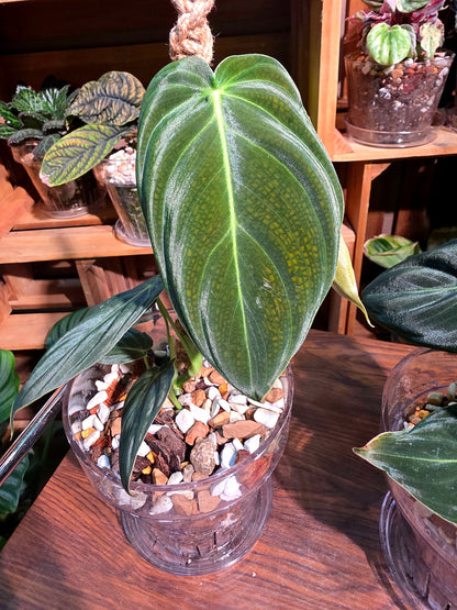 Philodendron melanochrysum 黑金蔓綠絨