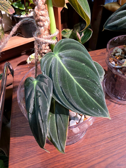 Philodendron melanochrysum 黑金蔓綠絨