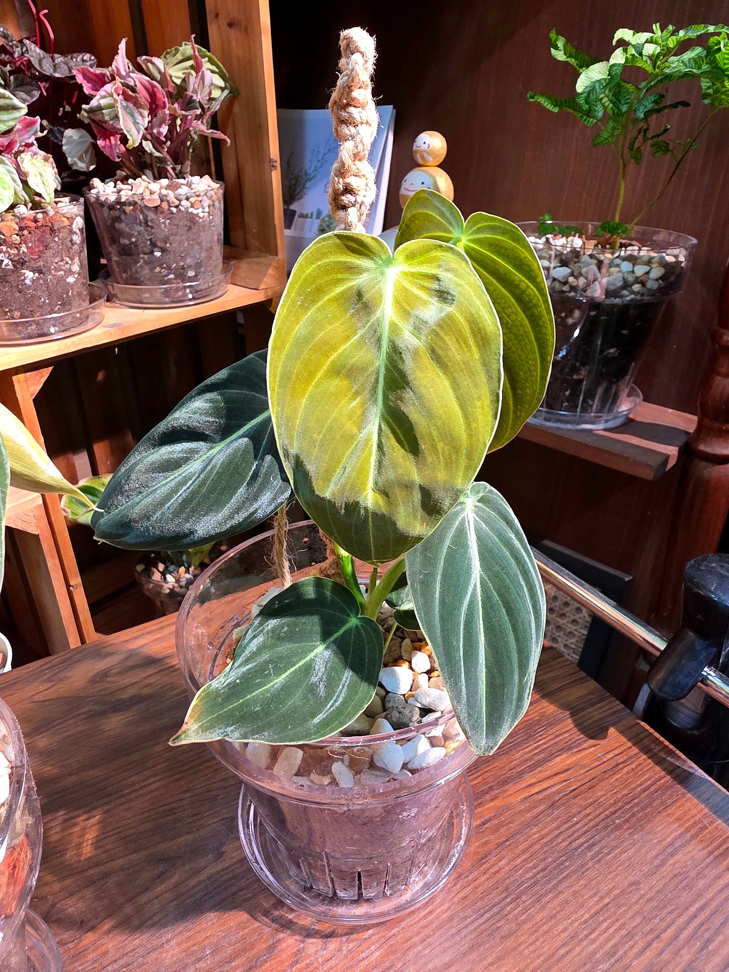 Philodendron melanochrysum 黑金蔓綠絨